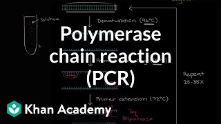 Polymerase chain reaction PCR  Biomolecules  MCAT  Khan Academy [upl. by Boothman]