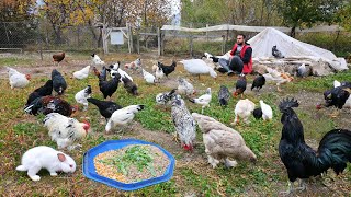 Effective Feed Recipe for Raising Organic Chickens  My Rabbit Gave Birth  Farm Chores  Poultry [upl. by Intruok]