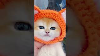 Little mao cat catvideos shorts [upl. by Terle]