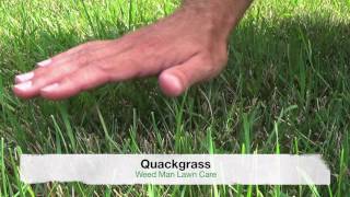 Crabgrass vs Quackgrass or Tall Fescue  Weedy Grasses [upl. by Sianna]