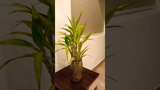 Lucky bamboowater propagationnew plants indoorideas gardendesign gardeningideas [upl. by Anilem]