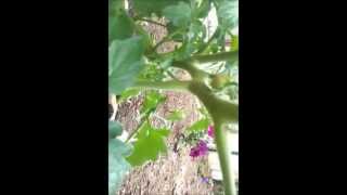 Azomite Difference for Tomato Plant Growth [upl. by Yenaffit796]