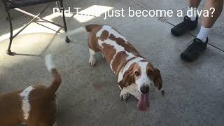 Tana The Basset Hound and Bentlee celebrate his birthdayTanatheBassetHound [upl. by Lamarre47]