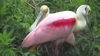 Funny sound of Roseate Spoonbill [upl. by Yespmed]