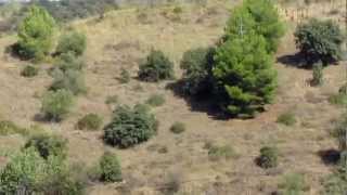 Bodegas Rotllan Torra DOQ Priorat muestra un viñedo suyo en Torroja del Priorat [upl. by Atcele]