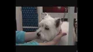 Le toilettage canin  6 West Highland White Terrier [upl. by Erline]