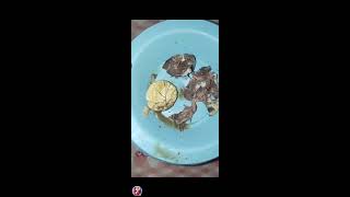 ASMR Balut a Filipino streetexotic that you must try yyyuummm asmr yummy exotic food viral [upl. by Tearle]