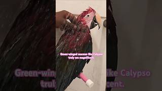 My Greenwinged Macaw Calypso enjoying her refreshing shower greenwingedmacaw birds parrot [upl. by Ocirred380]