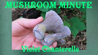 Finding And Identifying The Violet Chanterelle [upl. by Ailuy56]