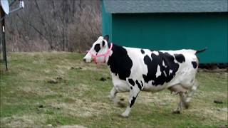 Rescued Cow Jumps With Joy [upl. by Anwahsiek]