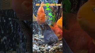 Blood Red Parrot Cichlids Aquarium parrotfish fy fyp tropicalfish fishtank bigfish cichlid [upl. by Yanrahc]