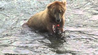 Alaskan Brown Bear Eating Salmon in Katmai National Park [upl. by Araeic637]