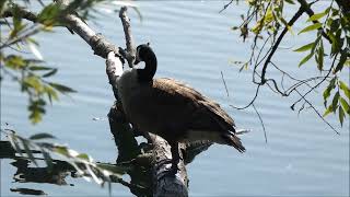 A WALK AROUND RUSHDEN LAKES PLUS WILDLIFE [upl. by Hildagarde129]