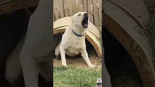 Meet the Kangal Dog KangalDog livestockguardiandog [upl. by Lezned]