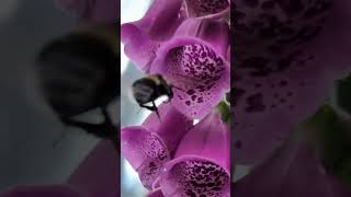 How Bees See Flowers Bumblebee POV on Foxglove flowers bees relax peaceful mindfulness calm [upl. by Heiskell]