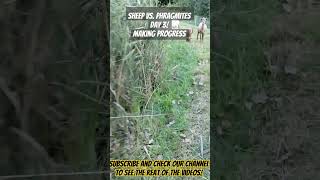 Using Sheep to Control Invasive Phragmites They are making a difference michiganhomestead [upl. by Charie]