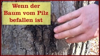 Wenn ein Baum vom Baumpilz befallen ist [upl. by Ahsienak]