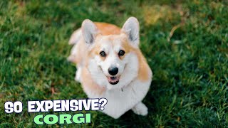 🐶 Why Are Corgis So Expensive 🐾 [upl. by Niuqaoj]