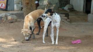 mandai dog domestic in ramanathapuram indian breed [upl. by Hsac]