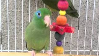 Spectacled Parrotlets  Parrotletbirds [upl. by Wolcott332]