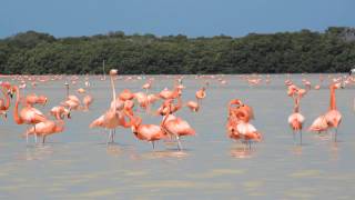 Flamencos en Celestún Yucatán [upl. by Bedad]