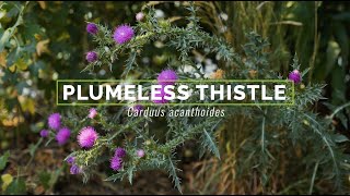 Plumeless Thistle [upl. by Anigar]