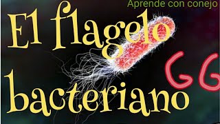 El flagelo bacteriano explicación [upl. by Erodisi]