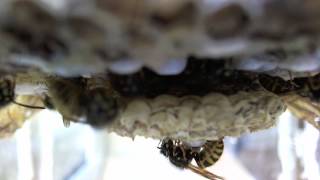 2492012  Pet Yellow jacket nest  wasp nest  meat bee from belowUnedited [upl. by Moises727]