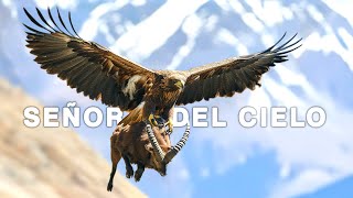 Águila Real El Señor De Los Cielos Infinitos  Amante De La Naturaleza Salvaje [upl. by Phoebe127]