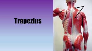 Muscle Actions Trapezius [upl. by Oloapnaig740]