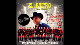 El Potro de Sinaloa ft Banda la Unica del Rancho en vivo 2016  Link de descarga MF [upl. by Amend]