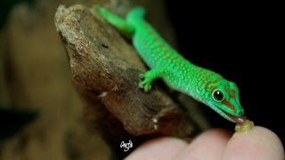 Phelsuma Grandis [upl. by Idnim]