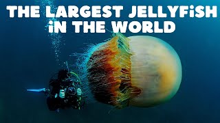 The largest jellyfish in the world Cyanea capillata [upl. by Gnouhp]