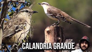 Calandria grande 4K Mimus saturninus Chalkbrowed mockingbird Sinsonte Calandria Sabiá do campo [upl. by Garry]