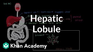 Hepatic lobule  Gastrointestinal system physiology  NCLEXRN  Khan Academy [upl. by Nnaylrebmik]