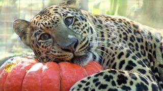 BIG CATS vs Pumpkins [upl. by Hugibert847]