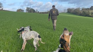 Chasse sanglier aux chiens courants 2024🐗🐶🇫🇷 Bretagne [upl. by Ithaman]