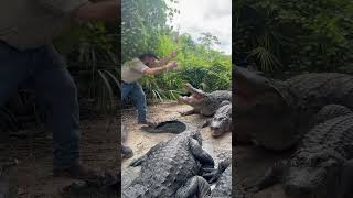 Feeding HUGE Alligators alligator shorts alligators [upl. by Merl]