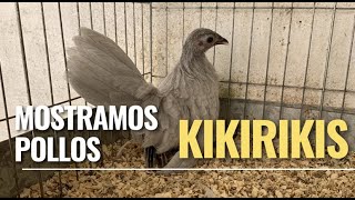 Pollos en el criadero  KIKIRIKIS [upl. by Eixirt]