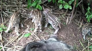 Little boars  we love milk and our mum [upl. by Lanos293]