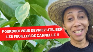 Découvrez les Pouvoirs Cachés des Feuilles de Cannelle [upl. by Cardinal]