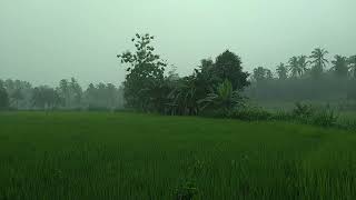 Watching rain directly from nature  You will feel like you are in very beautiful nature [upl. by Attenwahs511]