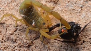 Scorpion Catching Stinging And Preying On Black Widow WarningMay be disturbing to some viewers [upl. by Ardnoek]