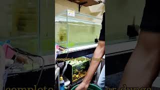 Silver Arowana Tank Clean  12 Inch Arowana Care  Part 1quotshortvideo ytshorts aquariumhobby [upl. by Aniras]