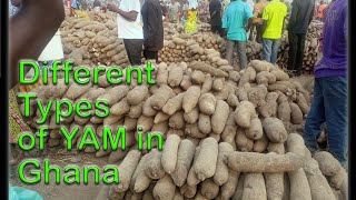 The different types of YAM found in Ghana [upl. by Ardnahs339]