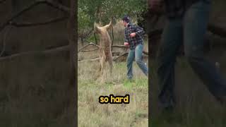 Man Fought a Kangaroo for his Dog [upl. by Adilen131]