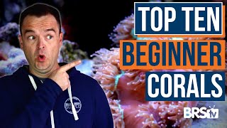 These TWO Corals for Reef Tank Beginners EP 43c [upl. by Drofnil931]