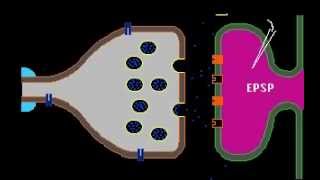 Synaptic Transmission [upl. by Lotsyrc976]