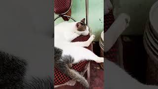 ചങ്ക് പൊട്ടിപ്പോയി shortvideo cat comedy funny shortfeed subscribe malayalam like pets [upl. by Weinhardt]