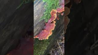 Траметес охряный Trametes ochracea ліс гриби nature [upl. by Hollington]